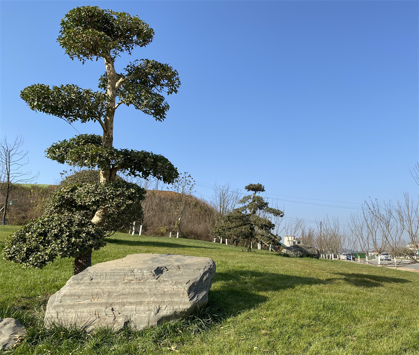 綠化栽植-秦嶺大道北段節(jié)點(diǎn)