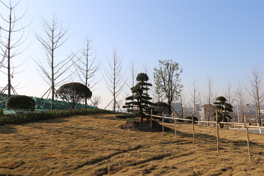 綠化栽植-新時(shí)代大道節(jié)點(diǎn)