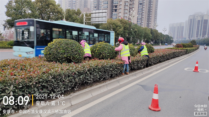 綠化養(yǎng)護(hù)-修剪