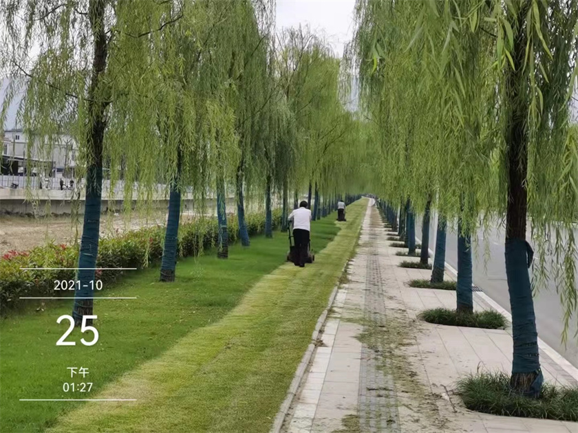 綠化養(yǎng)護(hù)-修剪推草