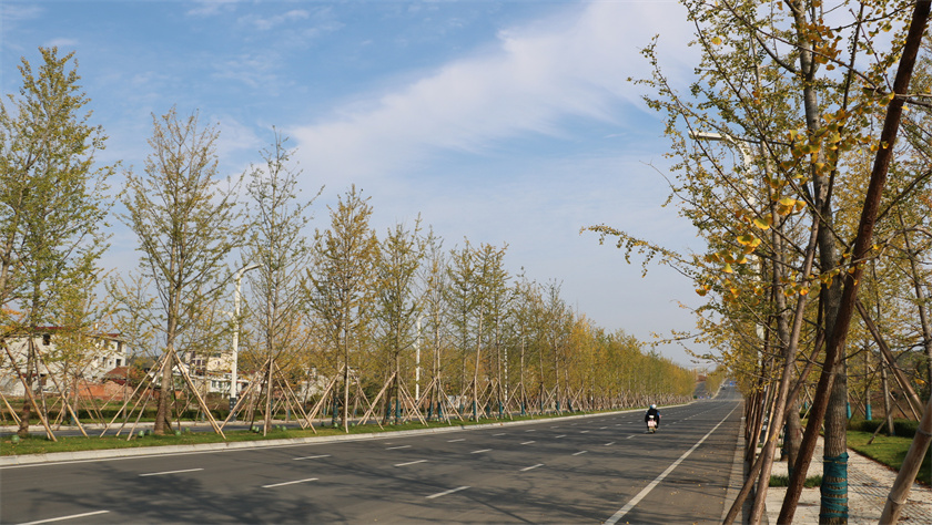 綠化養(yǎng)護(hù)-新時代大道（銀杏大道）
