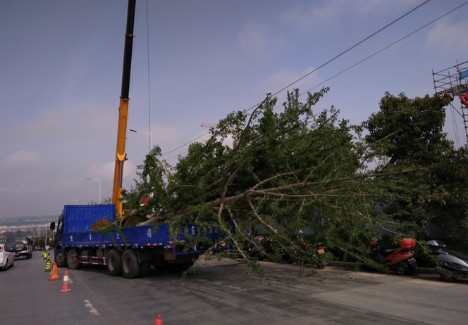 花園大道改造綠化施工 