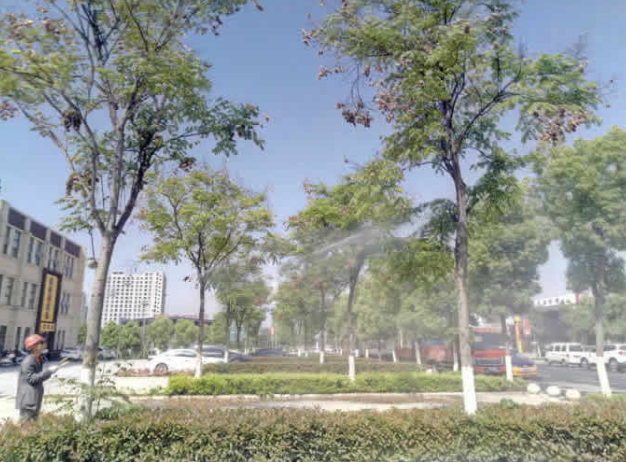 九洲物流停車場欒樹防芽蟲打藥