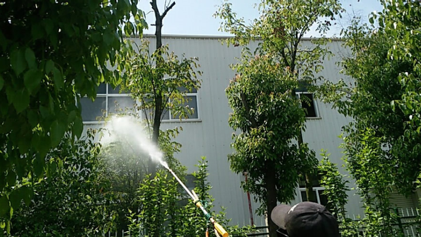 垚森廠內欒樹防蟲